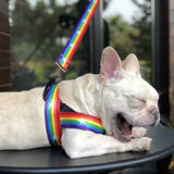 Multicolor Rainbow Dog Harness