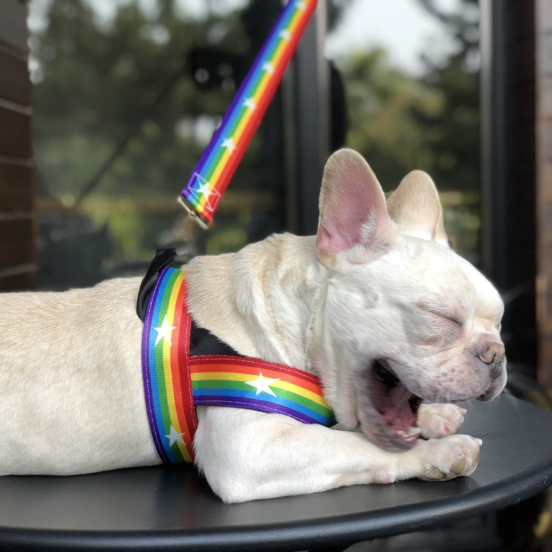 Multicolor Rainbow Dog Harness