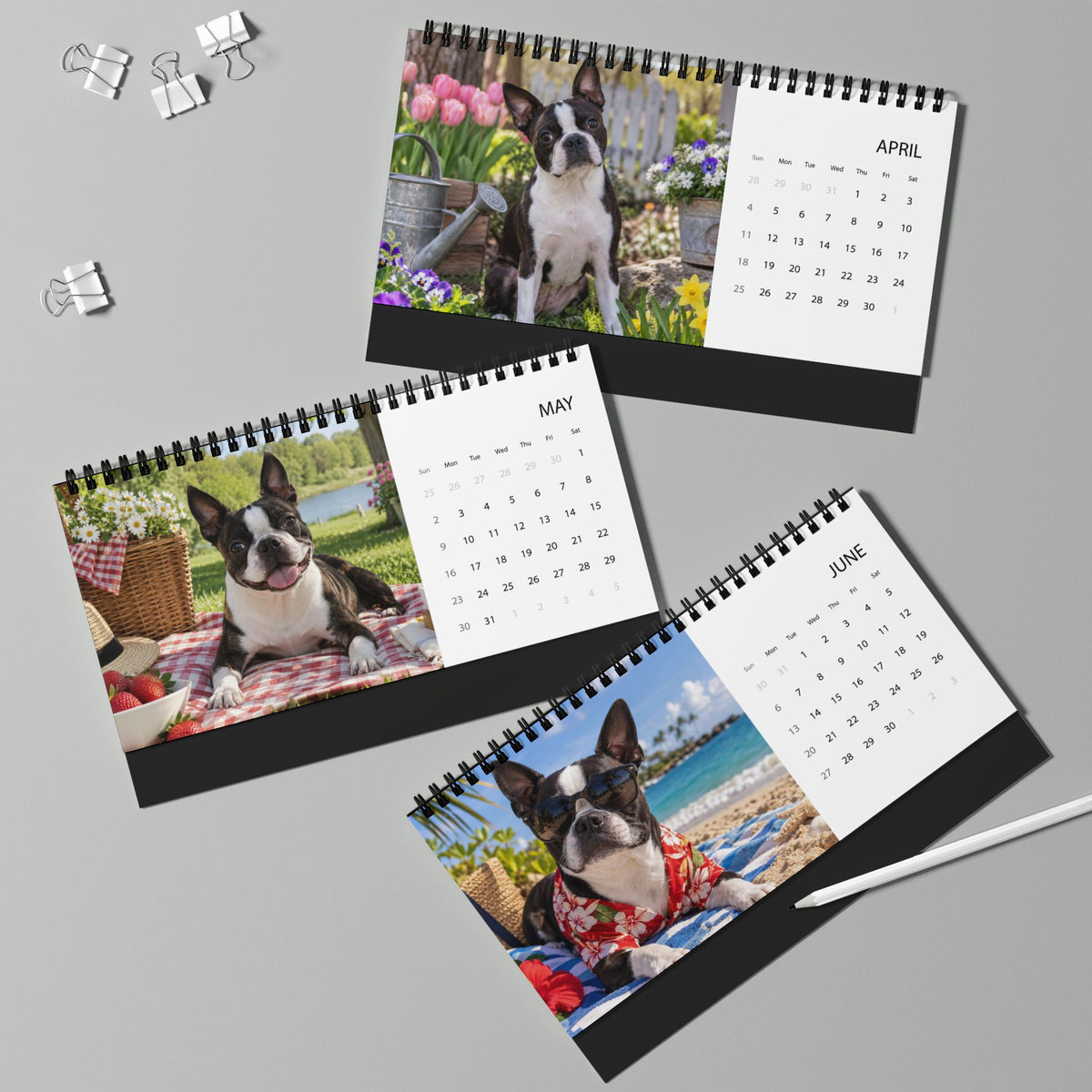 Boston Terrier World 2027 Desktop Calendar .