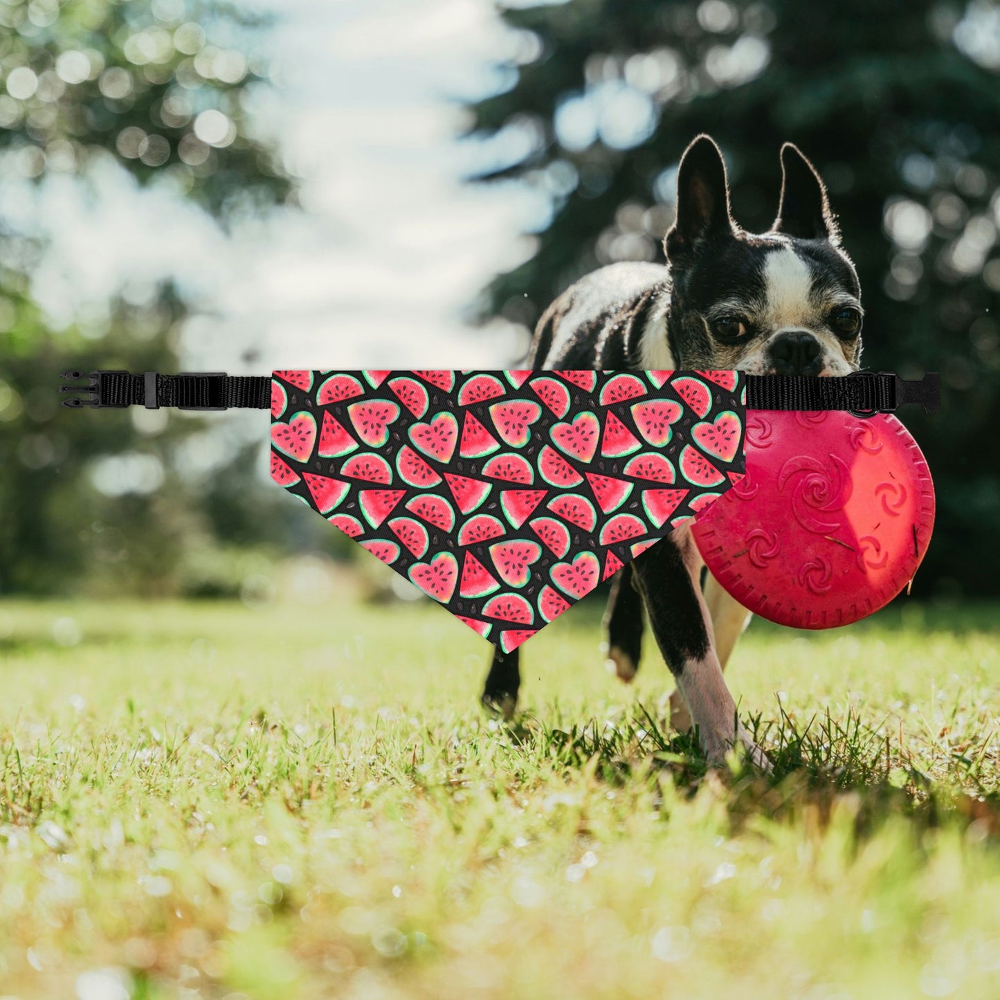 Watermelon Fruit Print Pet Bandana Collar | Cute Dog Accessory for Summer, Pet Gift, Dog Fashion, Adjustable Pet Scarf