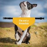 I'm Not A Frenchie - Dog Bandana Collar