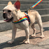 Multicolor Rainbow Dog Harness