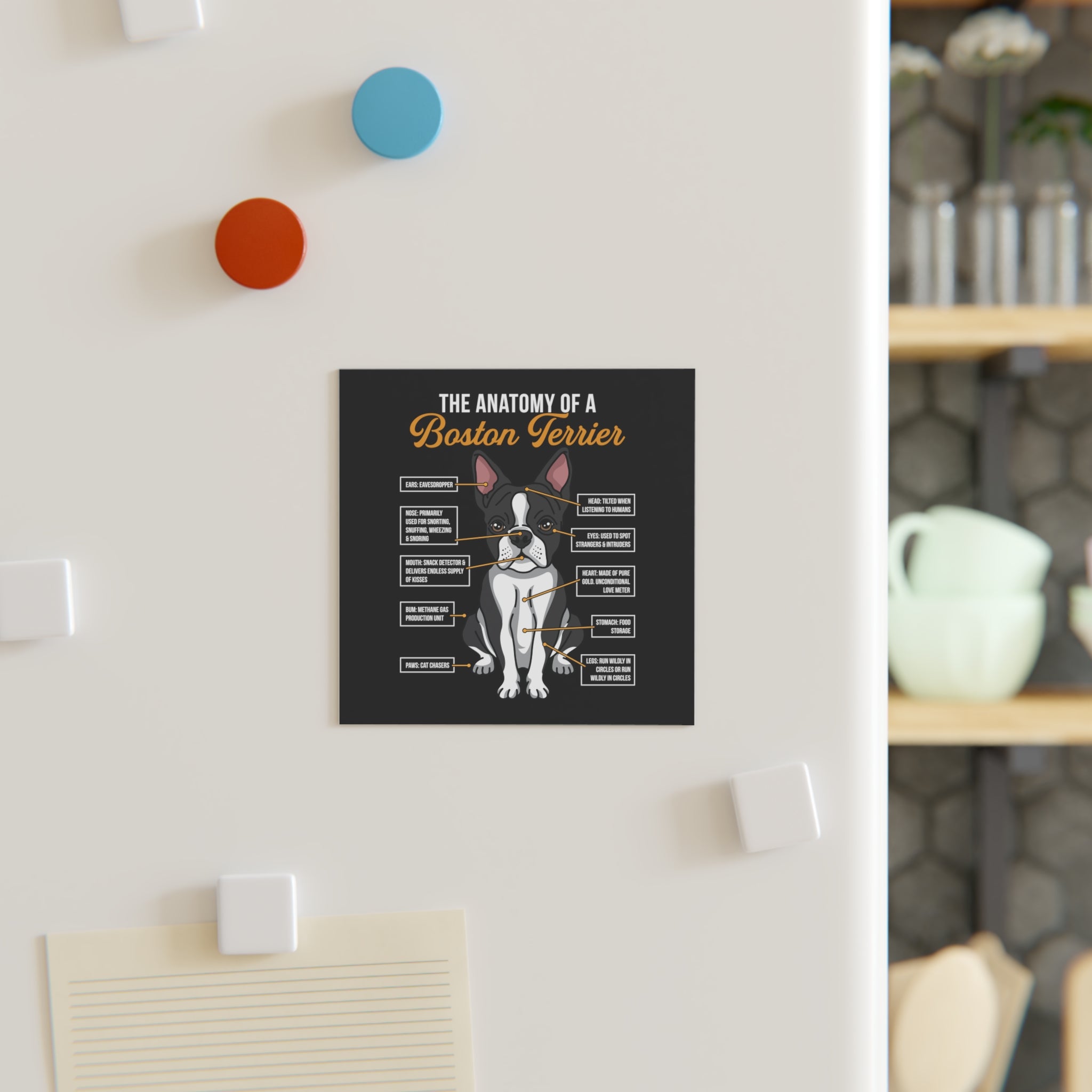The Anatomy Of The Boston Terrier Magnet