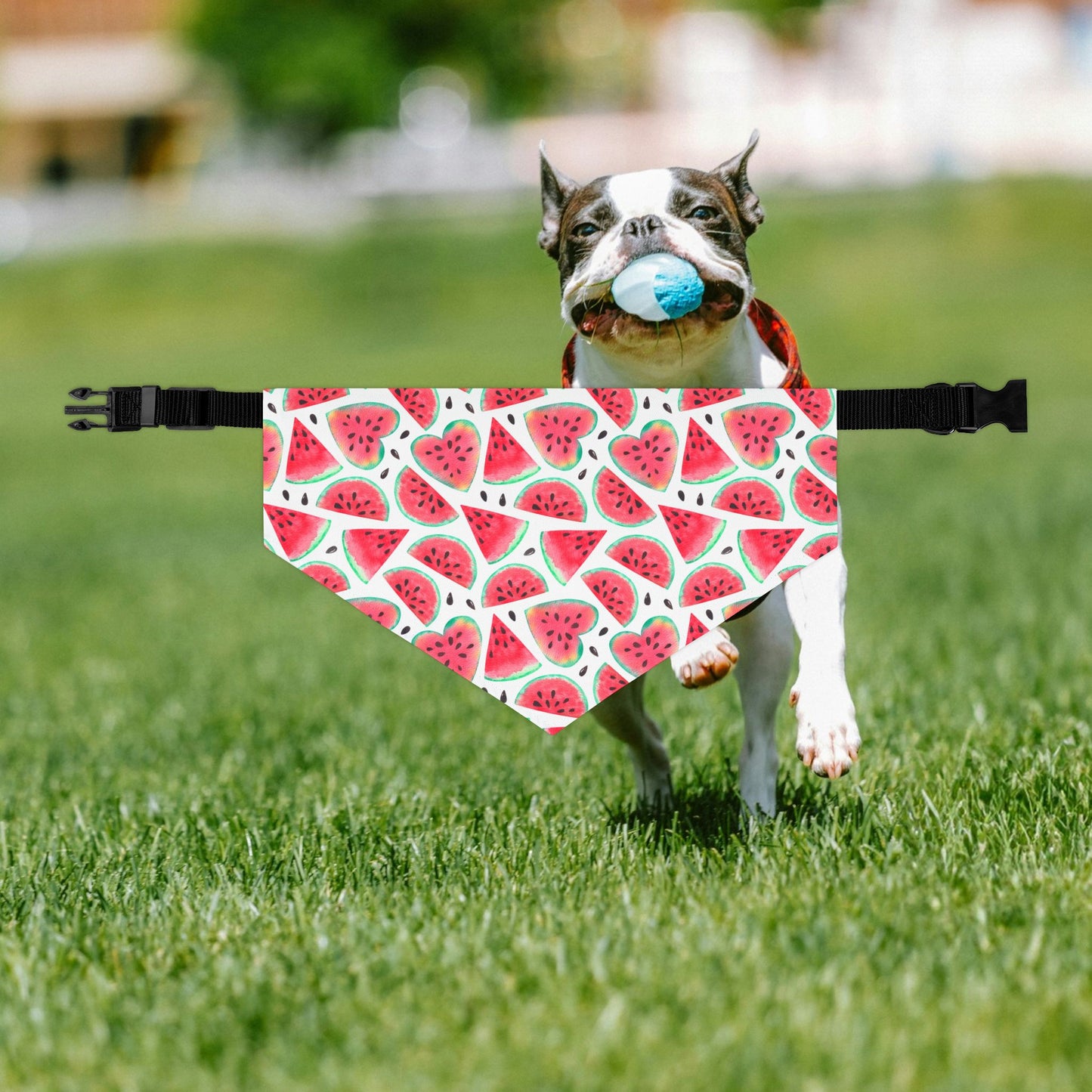 Watermelon Fruit Pet Bandana, Summer Dog Accessories, Cute Dog Gifts, Adjustable Pet Collar, Dog Birthday Outfit
