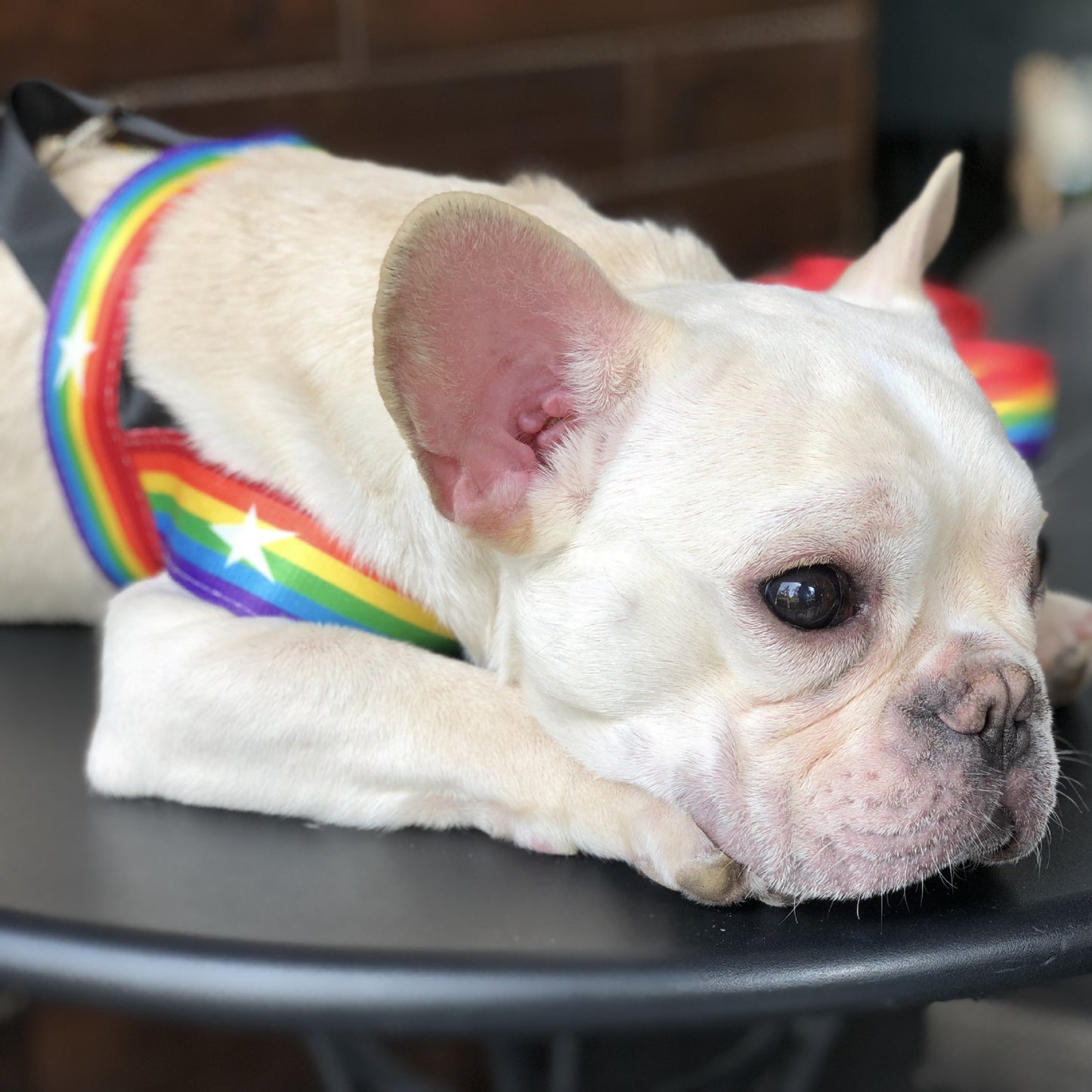 Multicolor Rainbow Dog Harness