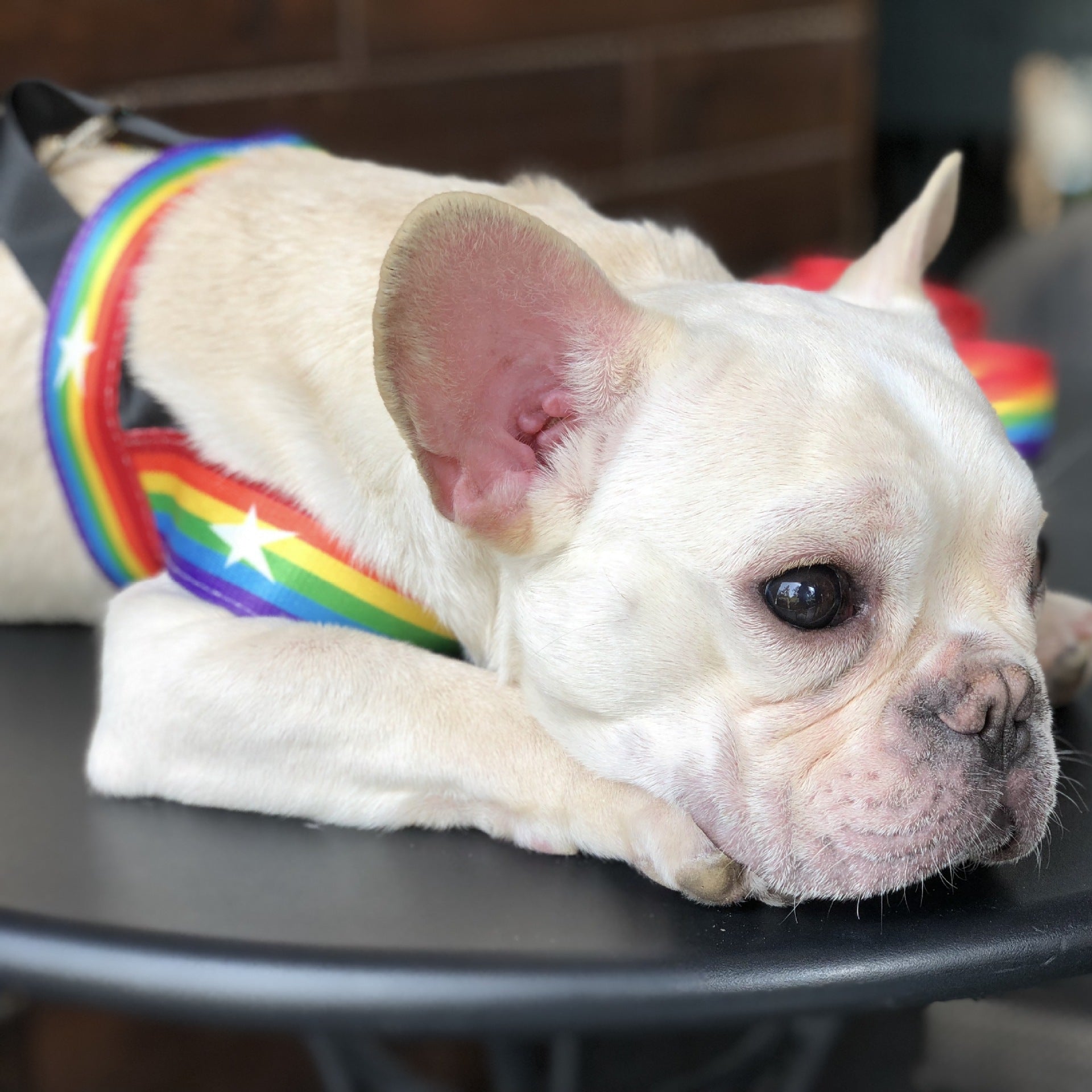 Multicolor Rainbow Dog Harness