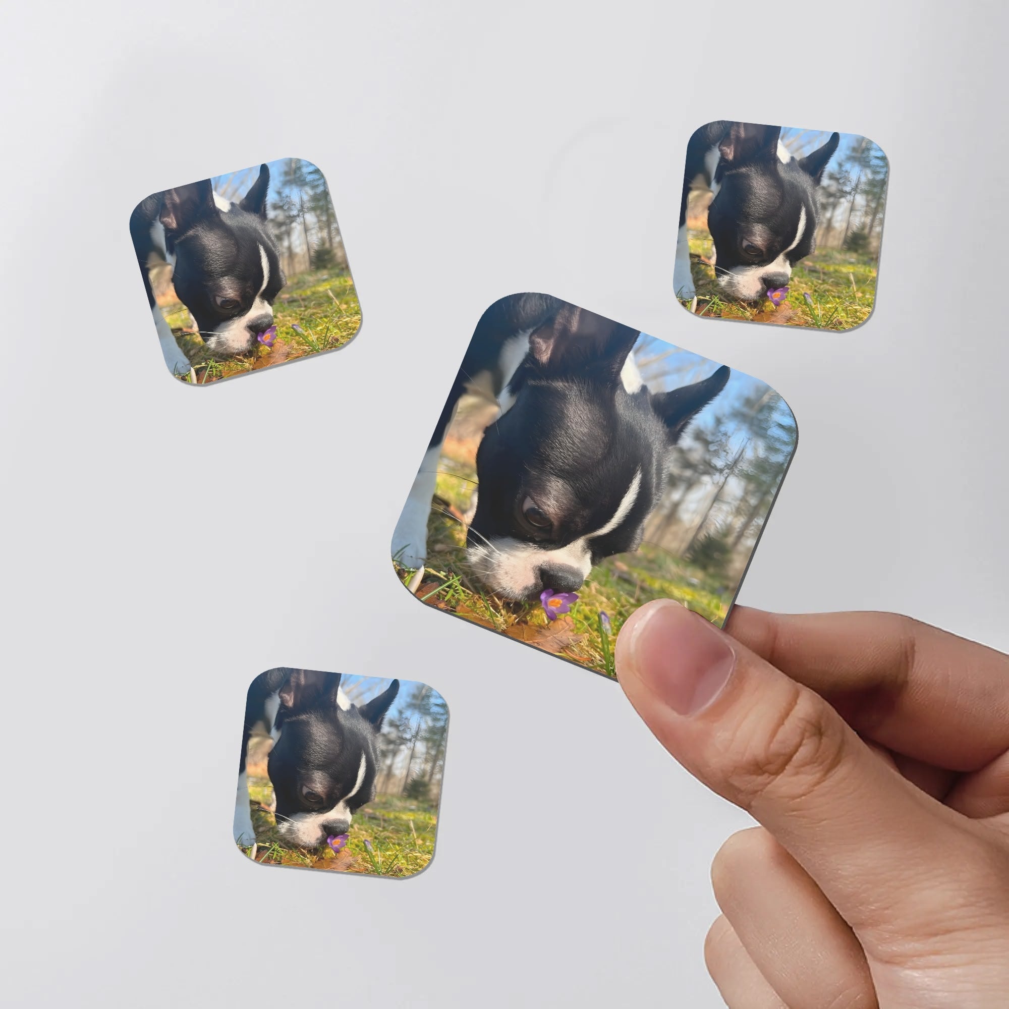 Personalized Dog Photo Magnets 4 Pcs .