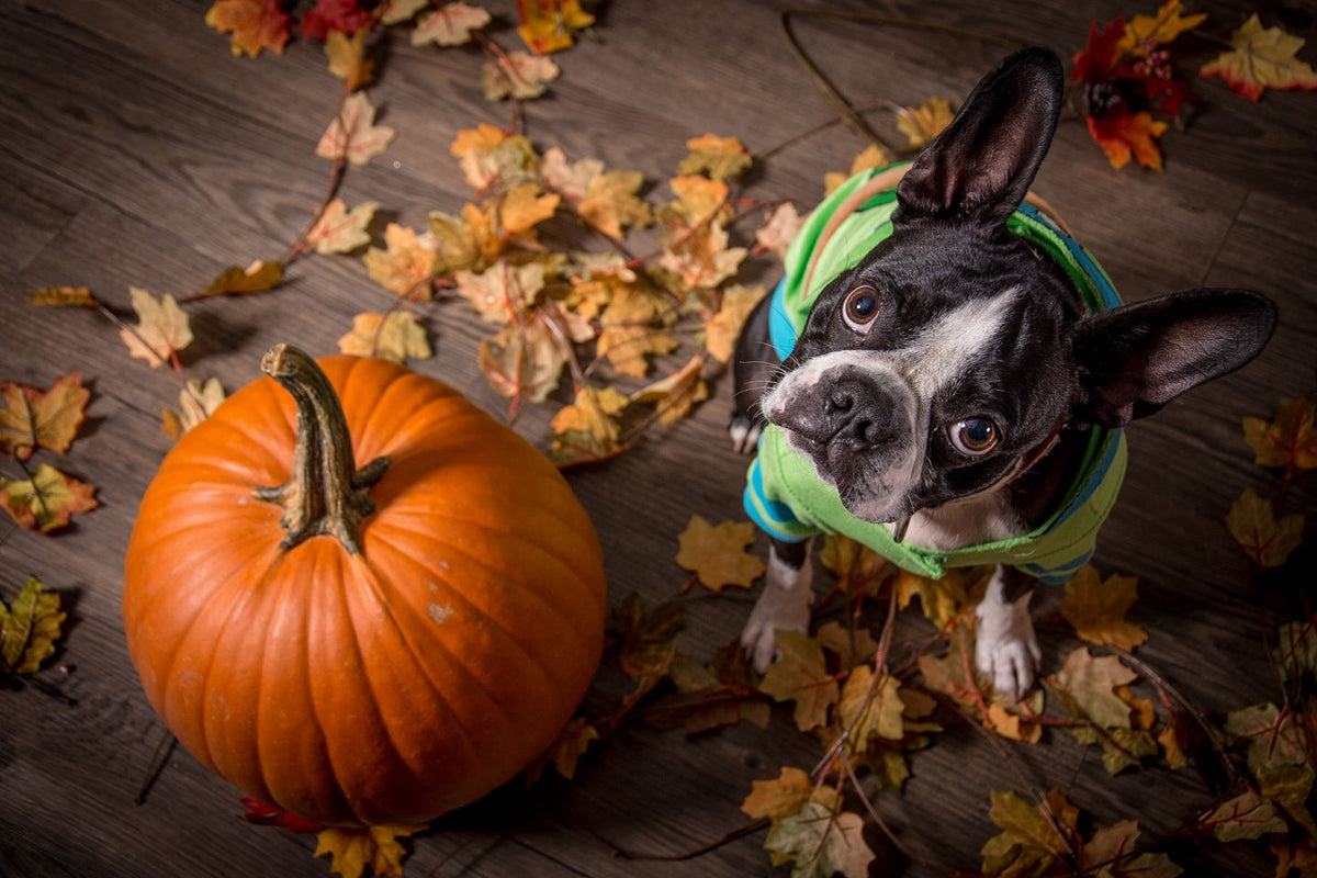 Boston Terrier Halloween Collection