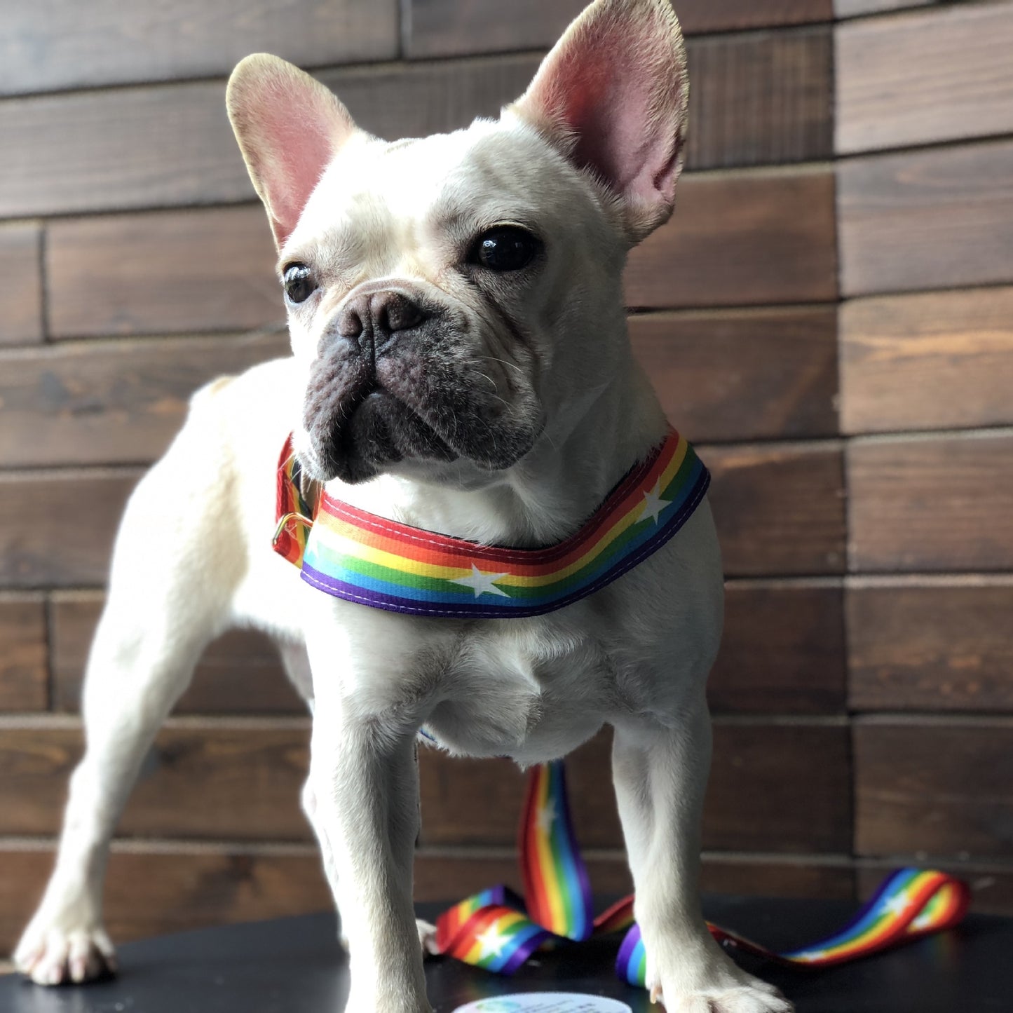 Multicolor Rainbow Dog Harness