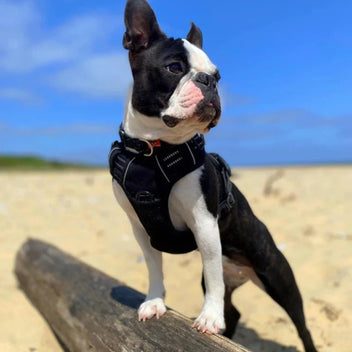 Best harness for boston terrier hotsell