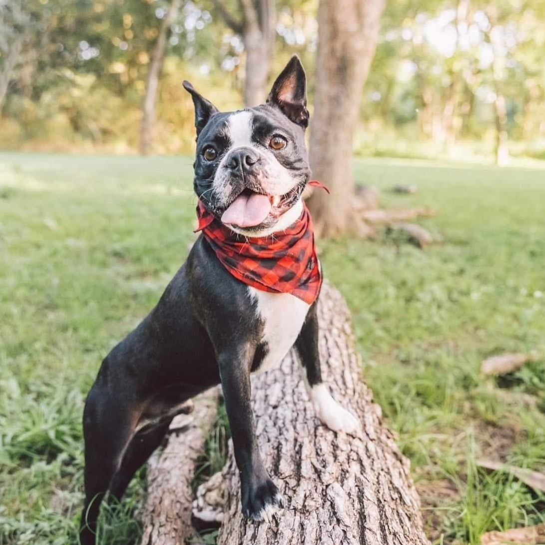 Classic Plaid Dog Bandana