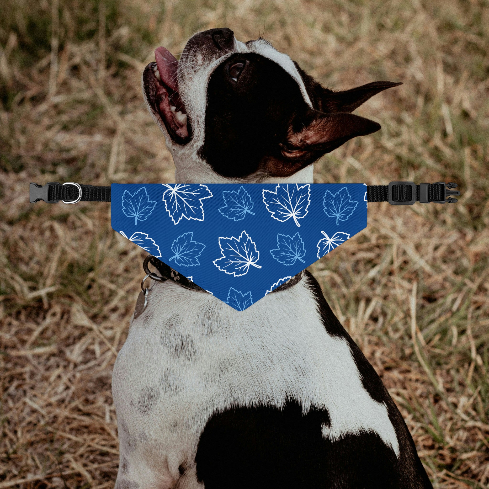 Blue Leaf Dog Bandana Collar