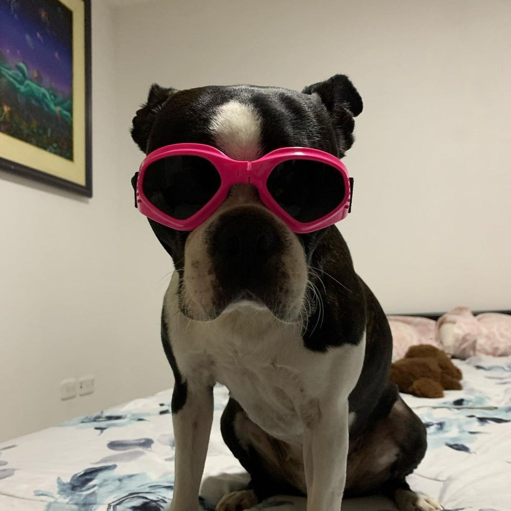 Transparent Grey Goggles For Boston Terriers And Most Dogs Eye Protection Sunglasses