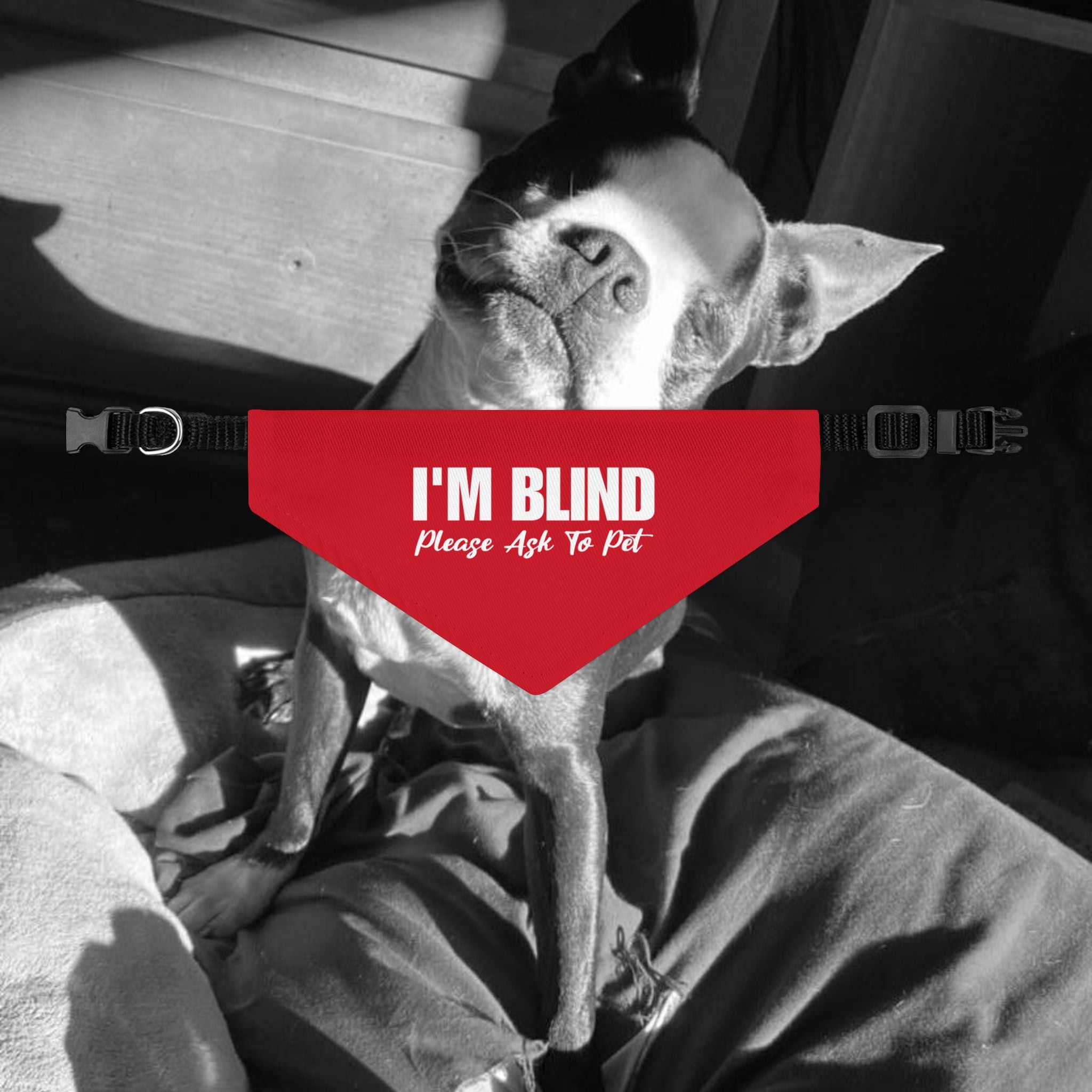 I'm Blind Please Ask To Pet Dog Bandana Collar