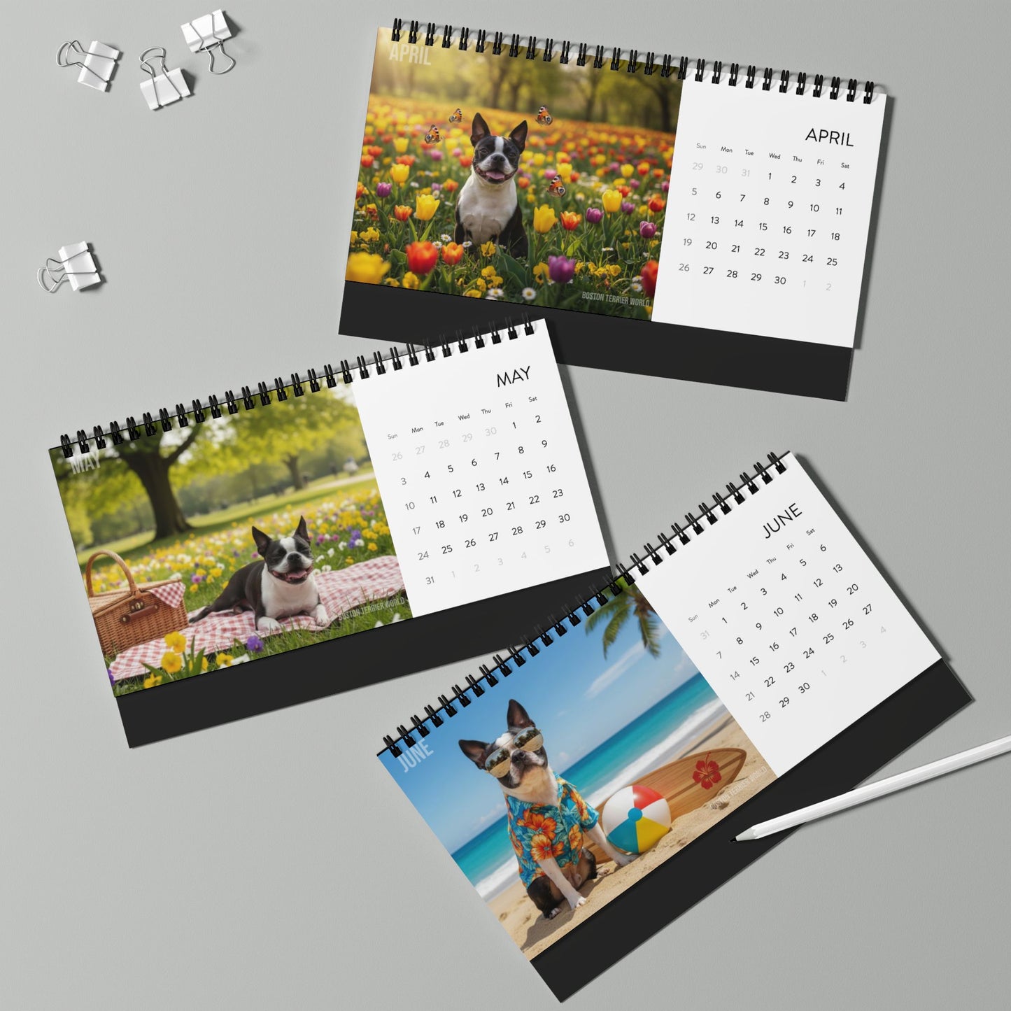 Boston Terrier World 2026 Desktop Calendar