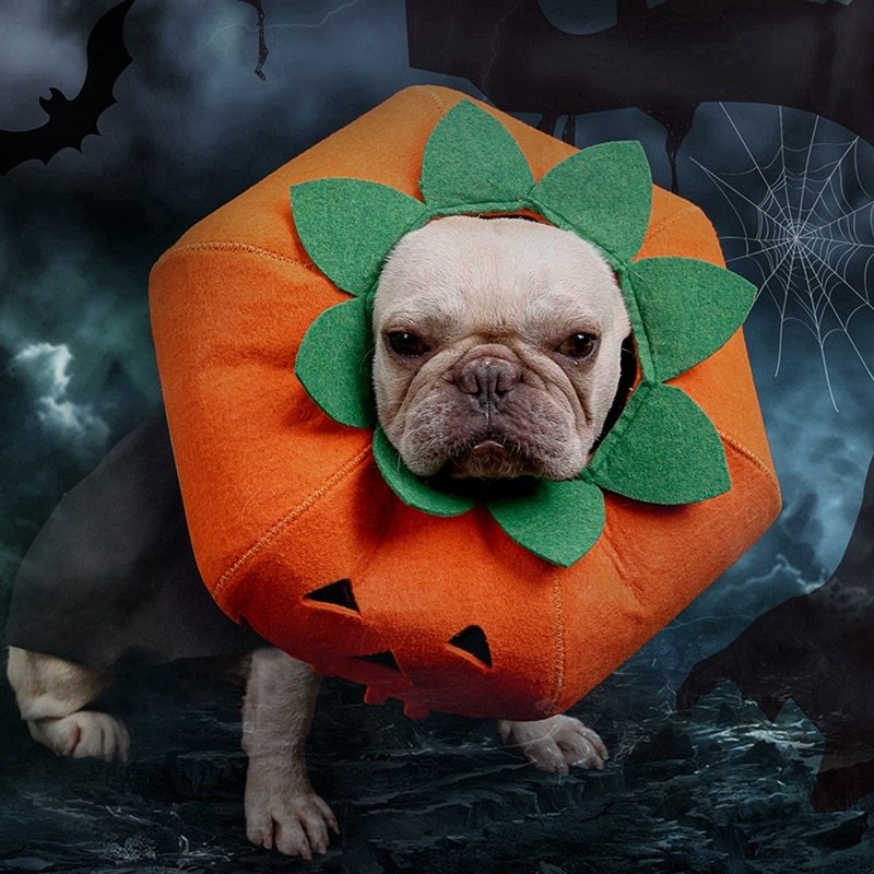 Halloween Pumpkin Dog Costume