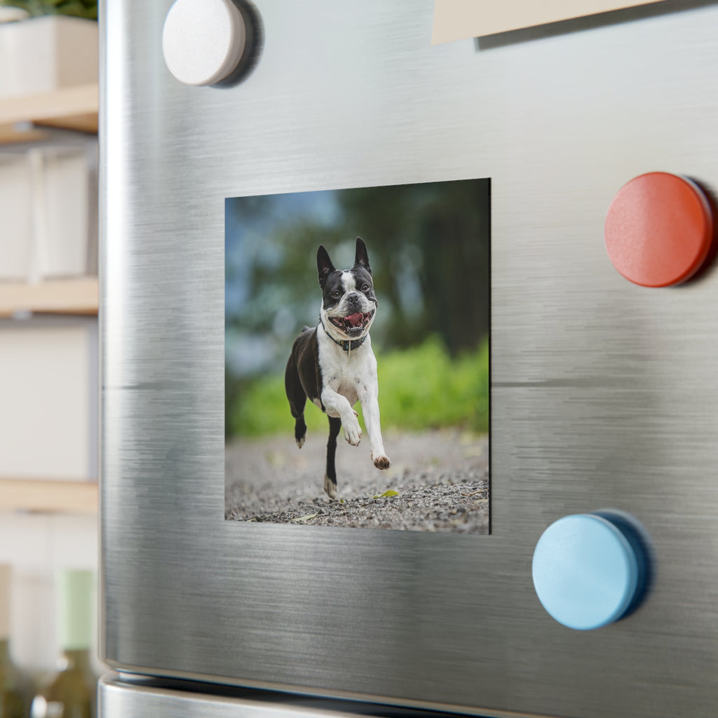 Smiling Boston Terrier Running Square Magnet