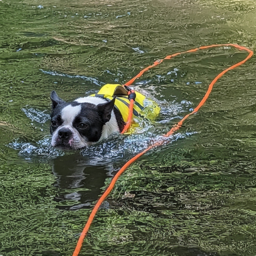 Extra-Long Dog Training Leash (6m / 10m) – Perfect for Swimming, Recall & Outdoor Freedom .