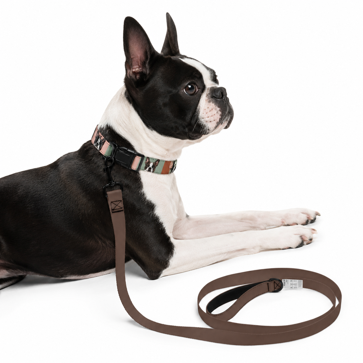 Pop Art Style Colored Boston Terriers Modern Tiles Pattern Dog Collar .