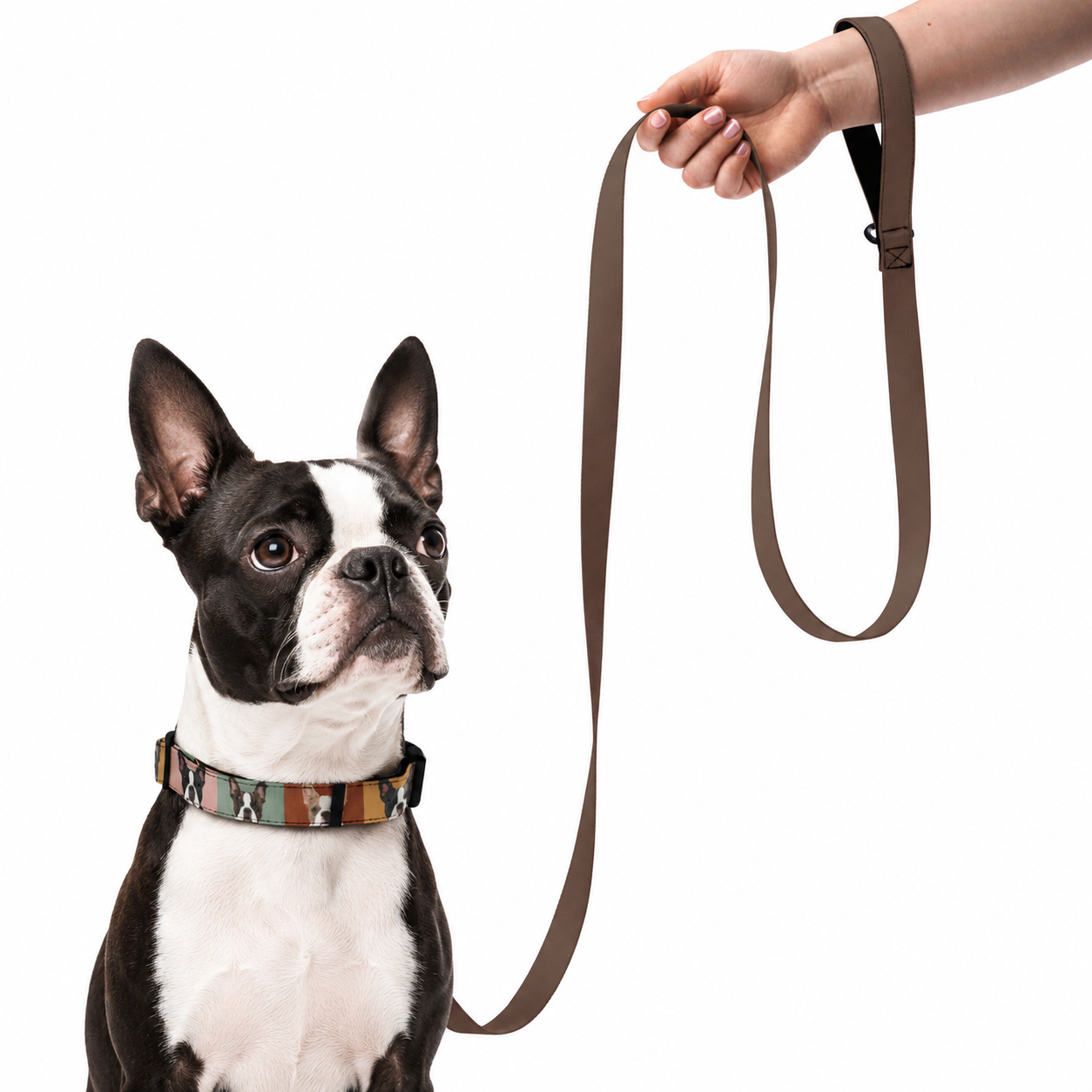 Pop Art Style Colored Boston Terriers Modern Tiles Pattern Dog Collar .