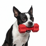 Dog holding a red dog toy in its mouth against a white background