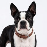 Microfiber Leather Dog Collar .