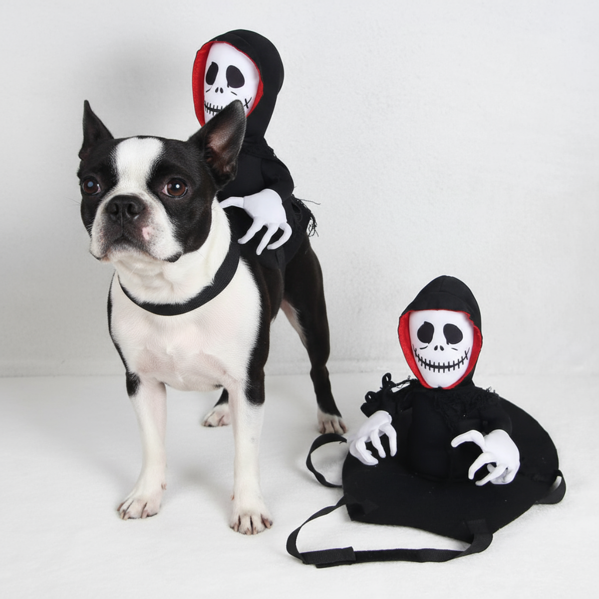 Ghost Rider Boston Terrier Halloween Costume