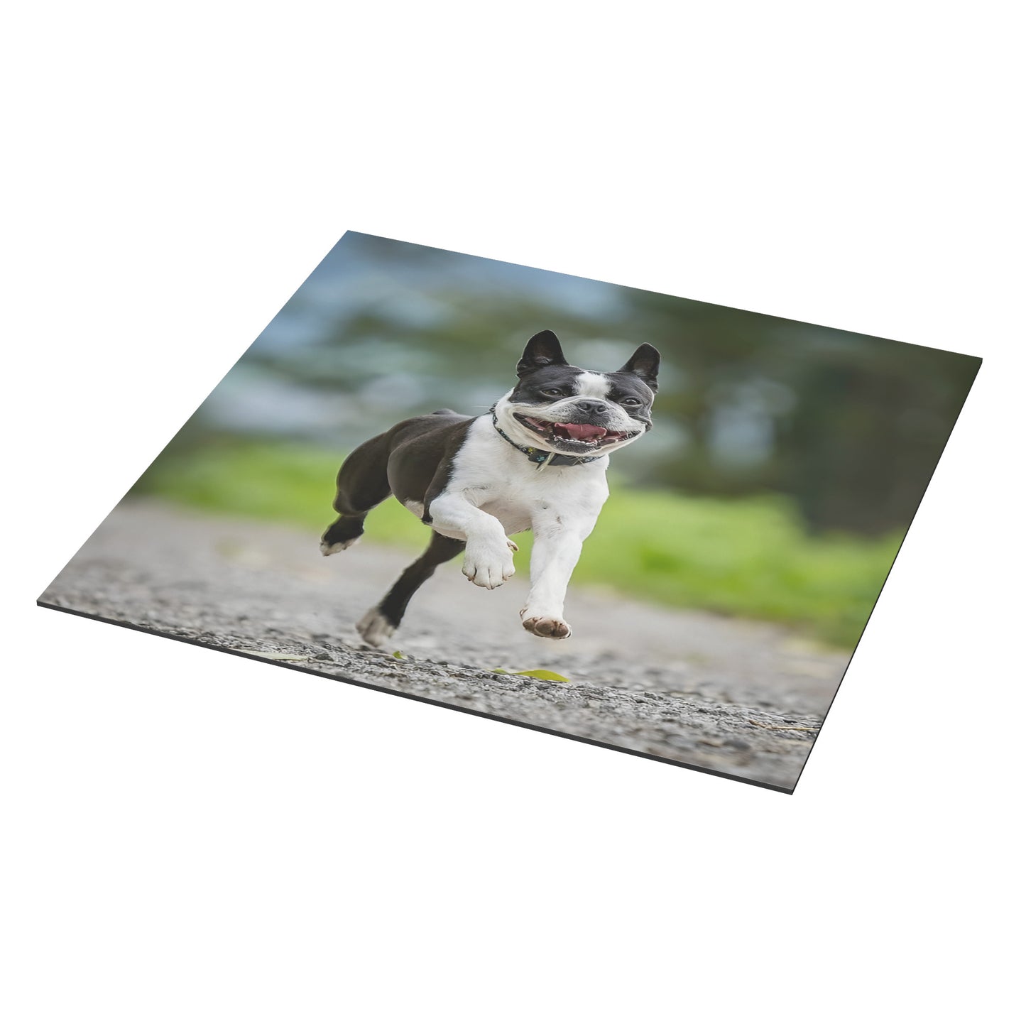 Smiling Boston Terrier Running Magnet