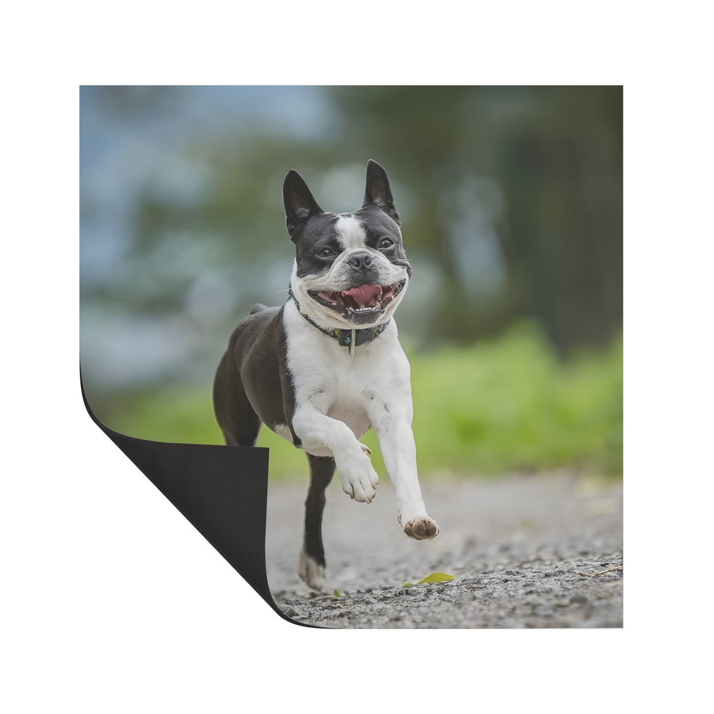 Smiling Boston Terrier Running Magnet