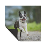 Smiling Boston Terrier Running Magnet