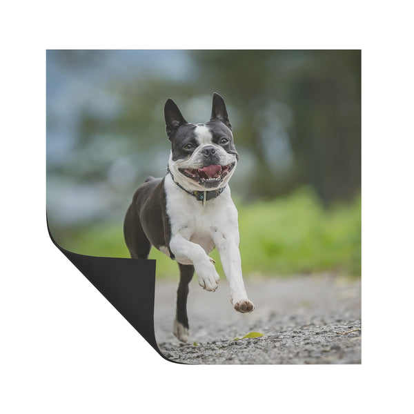 Smiling Boston Terrier Running Magnet
