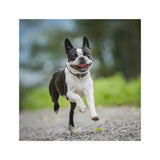 Smiling Boston Terrier Running Magnet