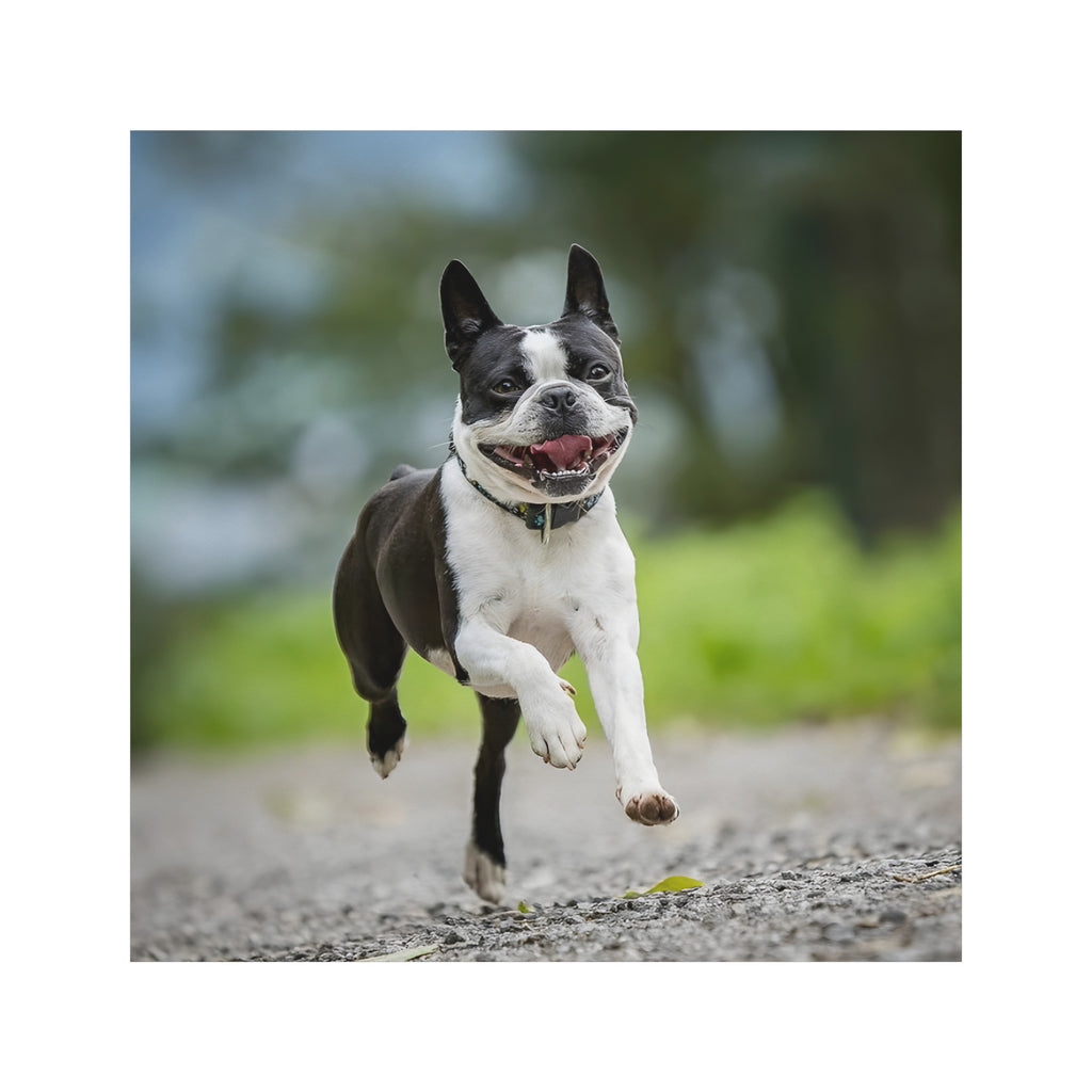 Smiling Boston Terrier Running Magnet