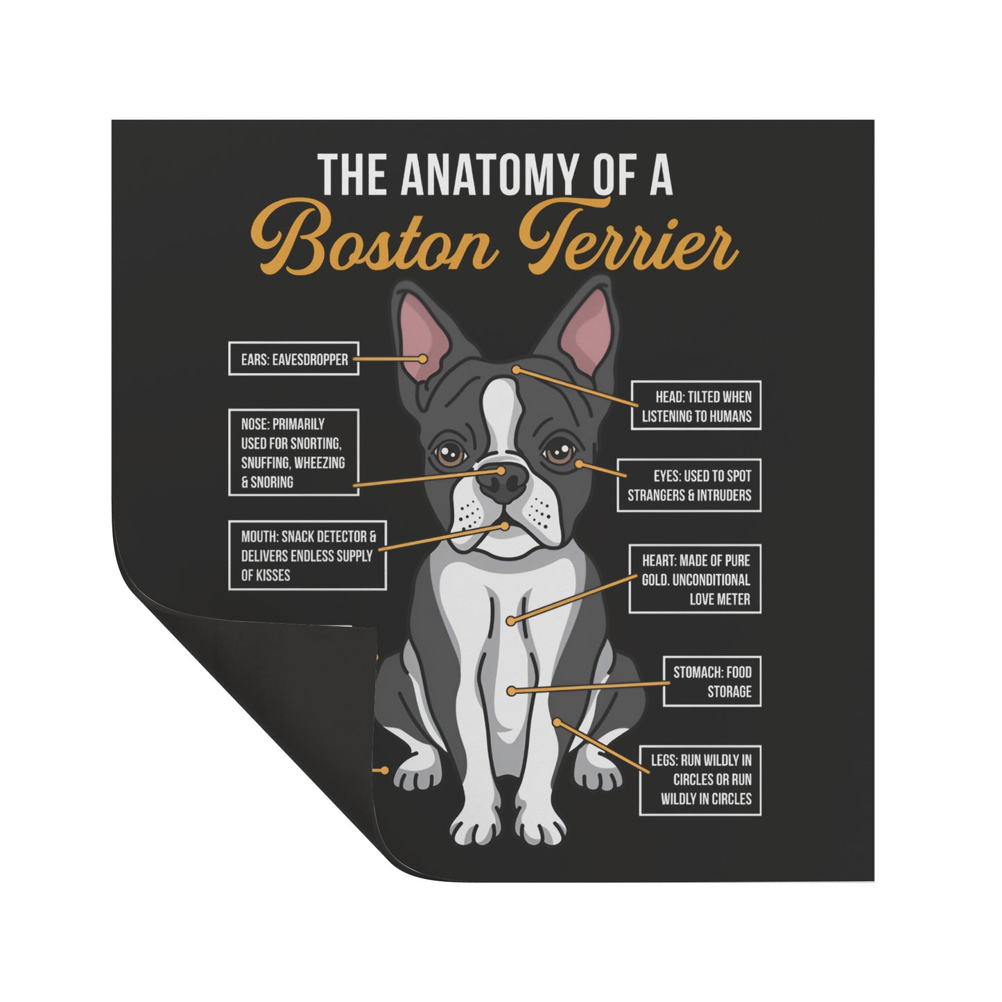 The Anatomy Of The Boston Terrier Magnet