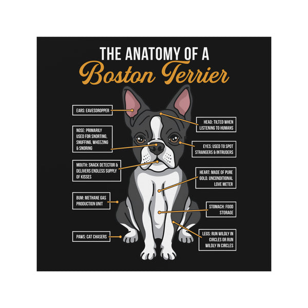The Anatomy Of The Boston Terrier Magnet