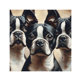 Three Boston Terriers Magnet