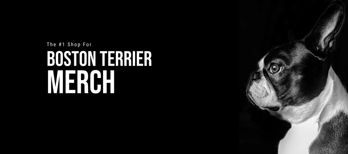 Black and white Boston Terrier with text 'The #1 Shop For Boston Terrier Merch' on a black background