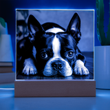 Custom Square Acrylic Plaque With Your Dog's Photo .
