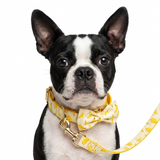 Banana Dog Collar With Bow Tie And Leash .