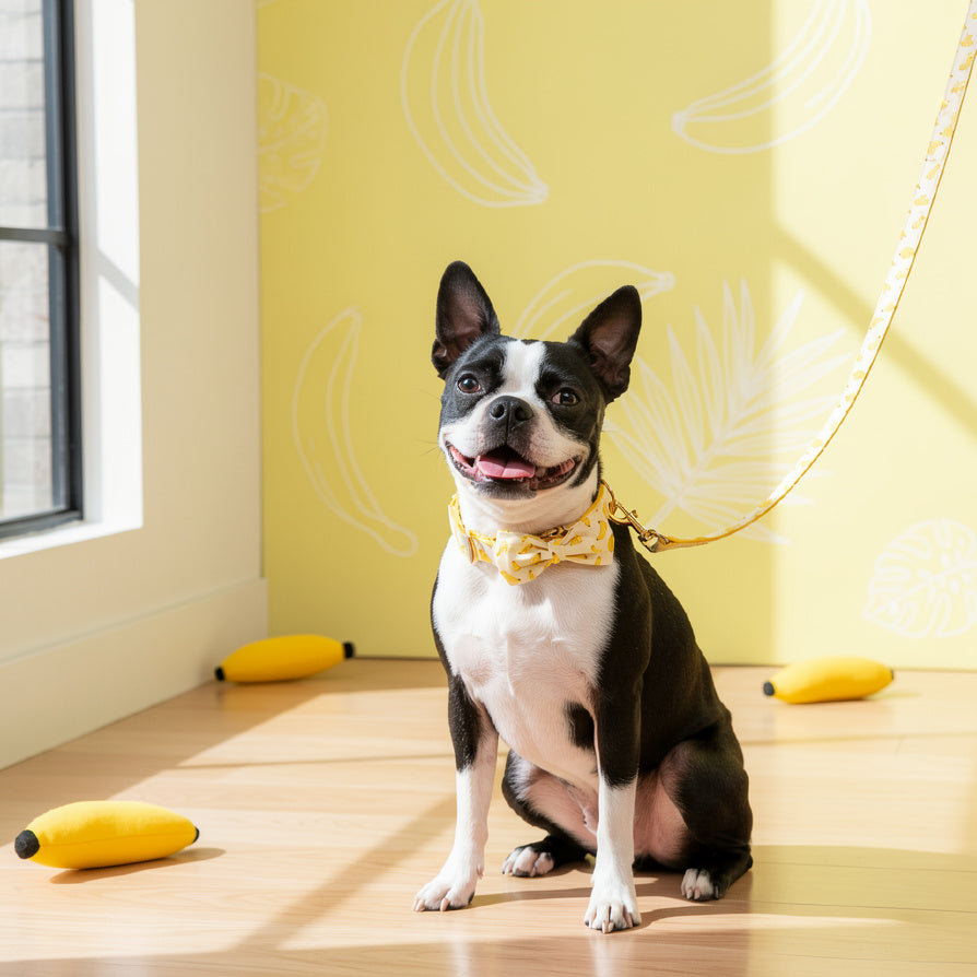 Banana Dog Collar With Bow Tie And Leash .