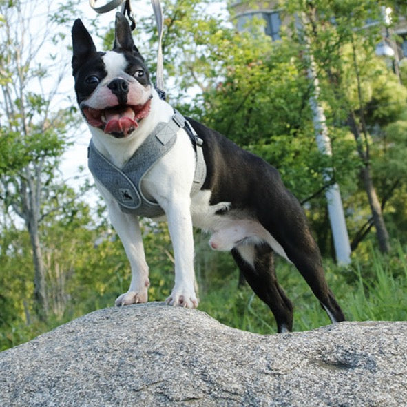 Boston Terrier Dog wearing a Bororo Dog Chest Strap Harness