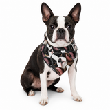 Boston Terrier Dogs Crowd Bandana .