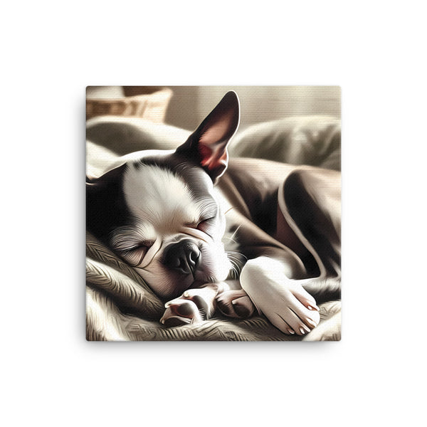Senior Boston Terrier Sleeping Peacefully Canvas