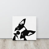 Boston Terrier Dog Head Tilt Canvas