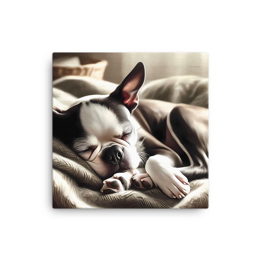 Senior Boston Terrier Sleeping Peacefully Canvas