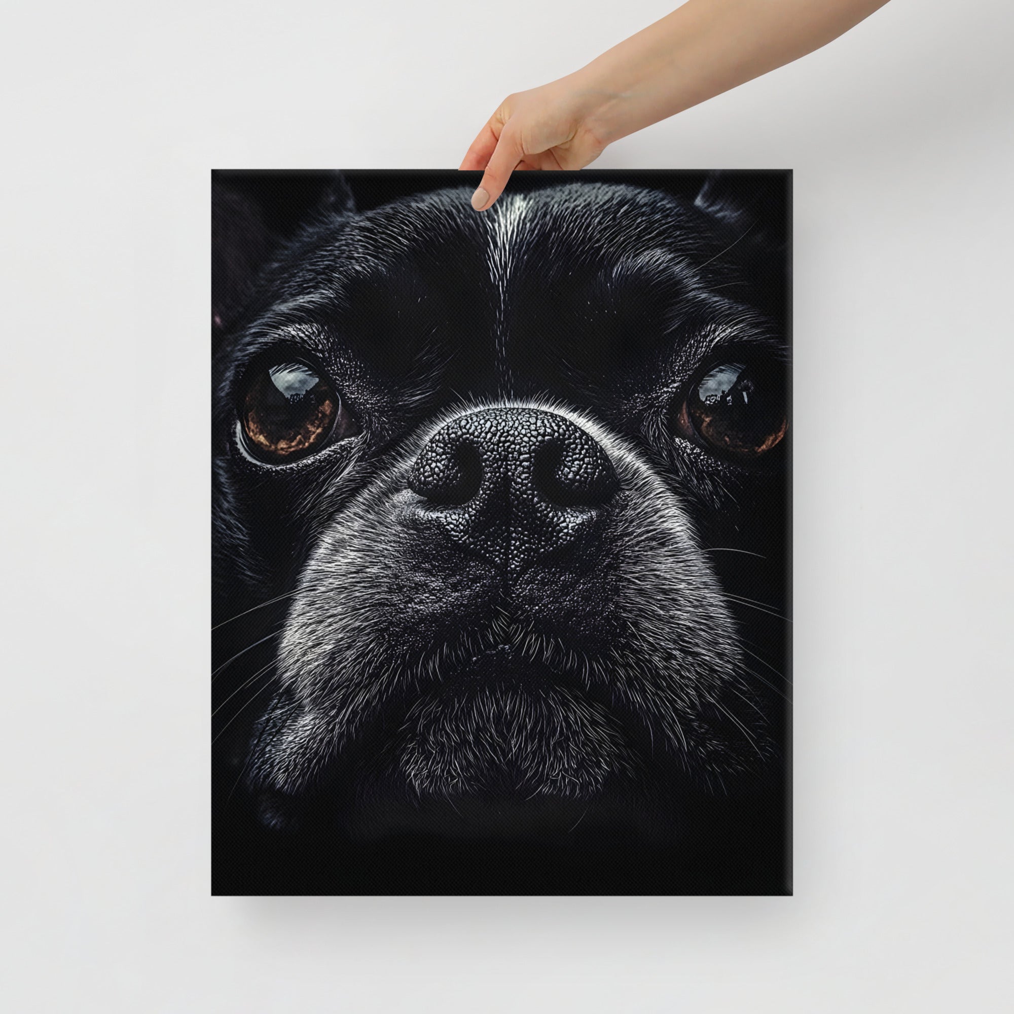 Boston Terrier Dog Face Closeup Canvas