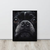 Boston Terrier Dog Face Closeup Canvas