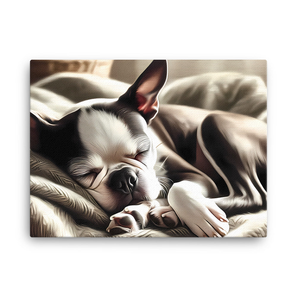 Senior Boston Terrier Sleeping Peacefully Canvas