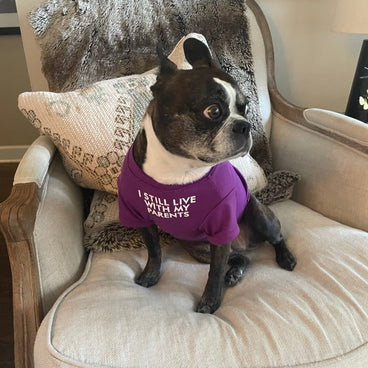 Sweat-shirt Boston Terrier - Imprimé Chien Qui Dépasse - Unisexe Adulte - Neuf Sans étiquette