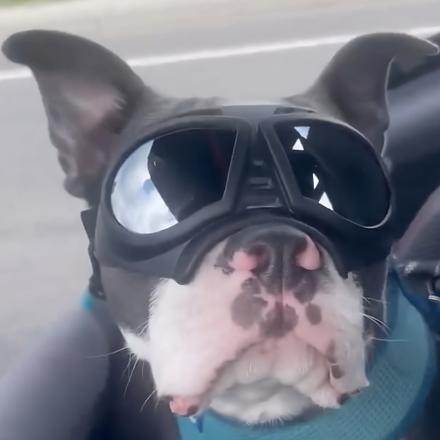 Dog Goggles Waterproof Snow-Proof Soft Frame Comfortable